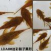 LDA08黃金迷彩鬍子異形