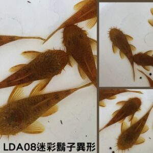 LDA08黃金迷彩鬍子異形