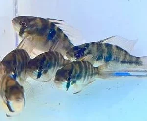 荷蘭鳳凰