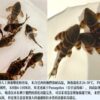 水中游水族寵物樂園-新品上架