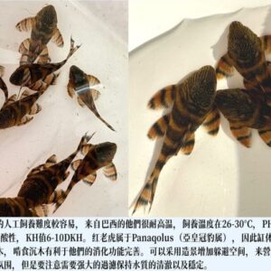 水中游水族寵物樂園-新品上架