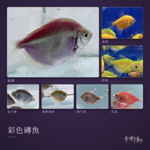 彩色磚魚