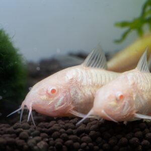 白鼠