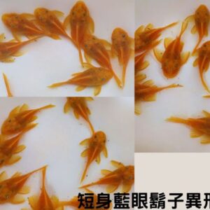 短身藍眼鬍子異形