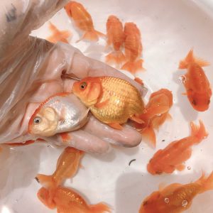 蘭壽金魚