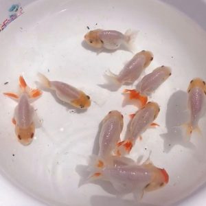 蘭壽金魚