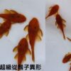 超級紅鬍子異形