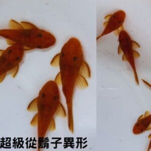 超級紅鬍子異形