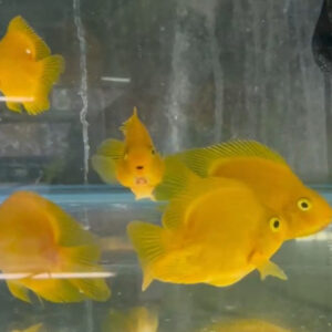 黃鸚鵡魚