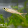 燕子美人