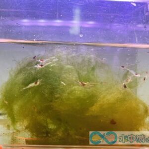 10送1 長額米蝦 金線米蝦