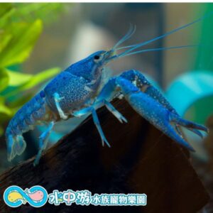 佛羅里達藍螯蝦