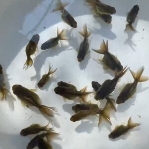 黑泰獅/泰獅金魚