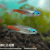 鑽石日光燈