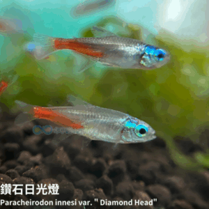 鑽石日光燈