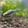 黑帝王燈