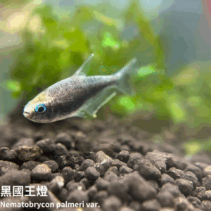 黑帝王燈