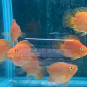 血鸚鵡魚