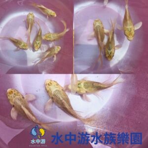 短身白金蝴蝶鯉