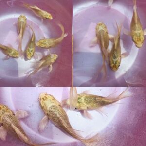 短身白金蝴蝶鯉