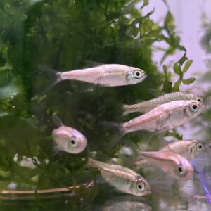 金燈 黃金燈魚