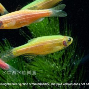 各色 仙子魚 斑馬魚