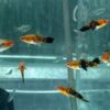 五花劍魚
