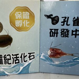 三眼恐龍蝦培養組