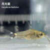 月光鼠
