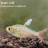 哥倫比亞燈/紅尾夢幻旗