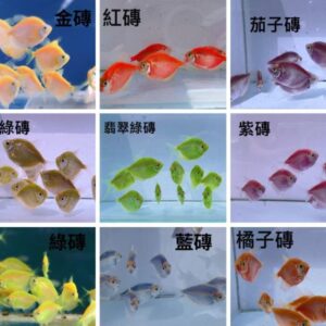彩色磚魚