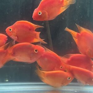 紫鸚鵡