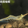 霸王紅長戢槍蝦