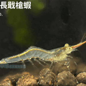 霸王紅長戢槍蝦
