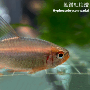 藍鑽紅莓燈