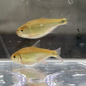 翠焰河虎燈 赤焰河虎燈