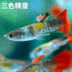 綜合孔雀 買4送1