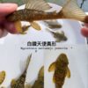 白鑽天使異形