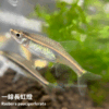 一線長虹燈