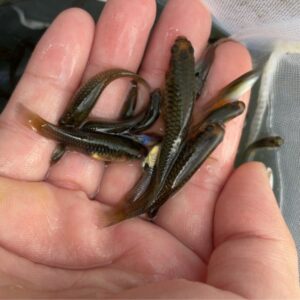 無品孔雀魚/大肚魚/食蚊魚