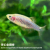 夢幻金鑽燈