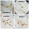 大帆仙子魚 (選項內有顏色)
