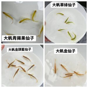 大帆仙子魚 (選項內有顏色)