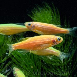 各色 仙子魚 斑馬魚