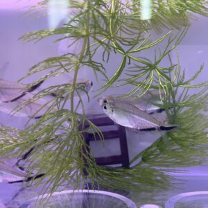黑尾大勾旗