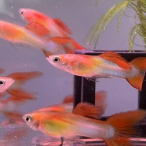 日本紅藍雙劍孔雀