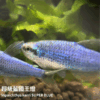 超級藍國王燈