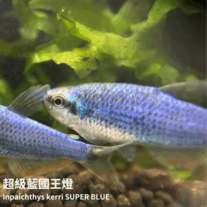 超級藍國王燈