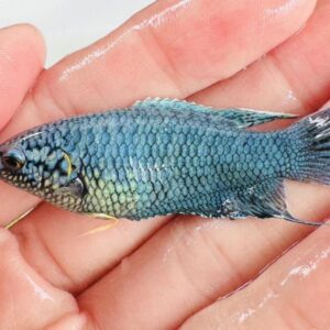 藍蛇紋彩兔