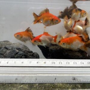 泰獅金魚